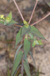 Greater Florida spurge